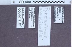 Etiketten zu Pyrearinus amplicollis (NHMW-ZOO-COL-0011137)